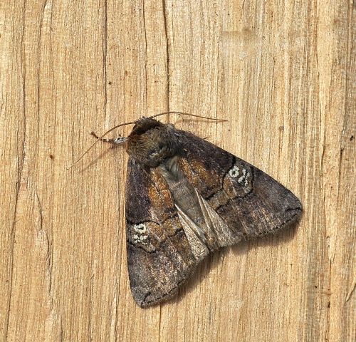 Due Drepanidae in una notte: Tethea ocularis e Drepana falca